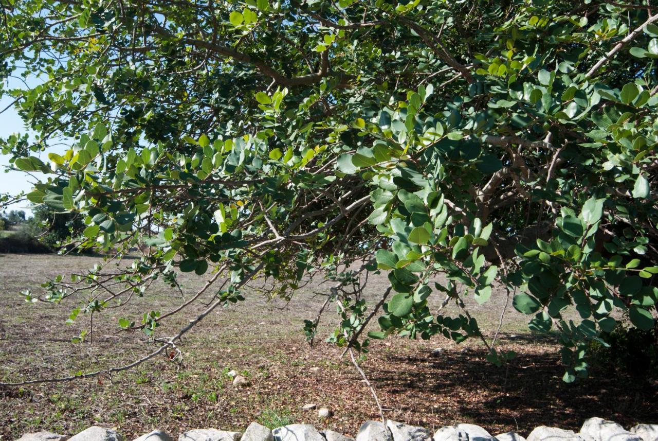 Agriturismo Al Casale دونافوغاتا المظهر الخارجي الصورة